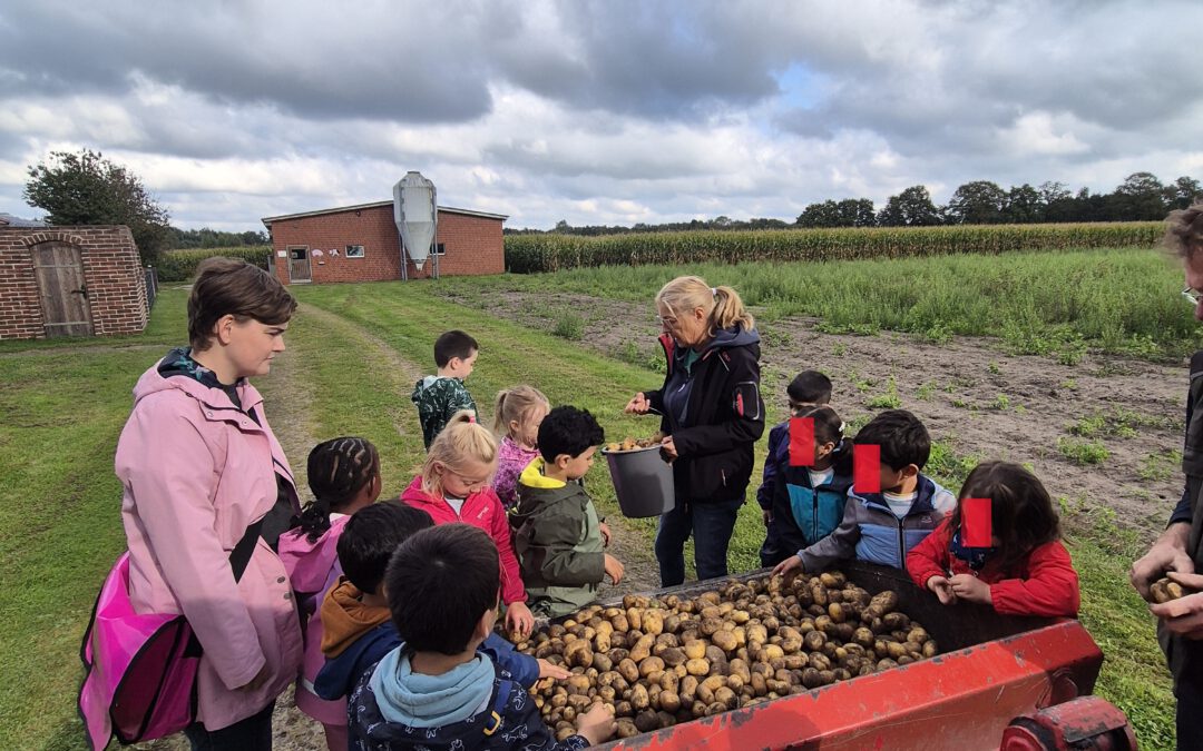 Kartoffelernte bei Bauer Sperver