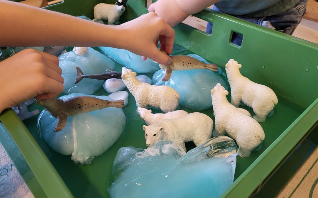 Warum der Eisbär nie den Pinguin trifft!