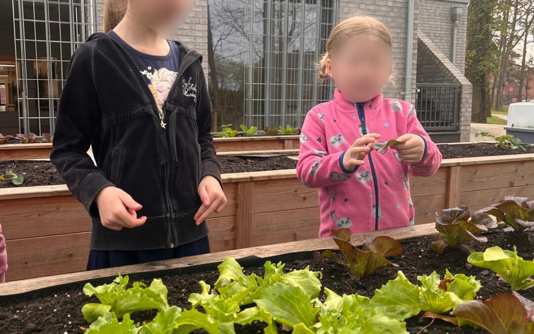 Erster Salat geerntet…